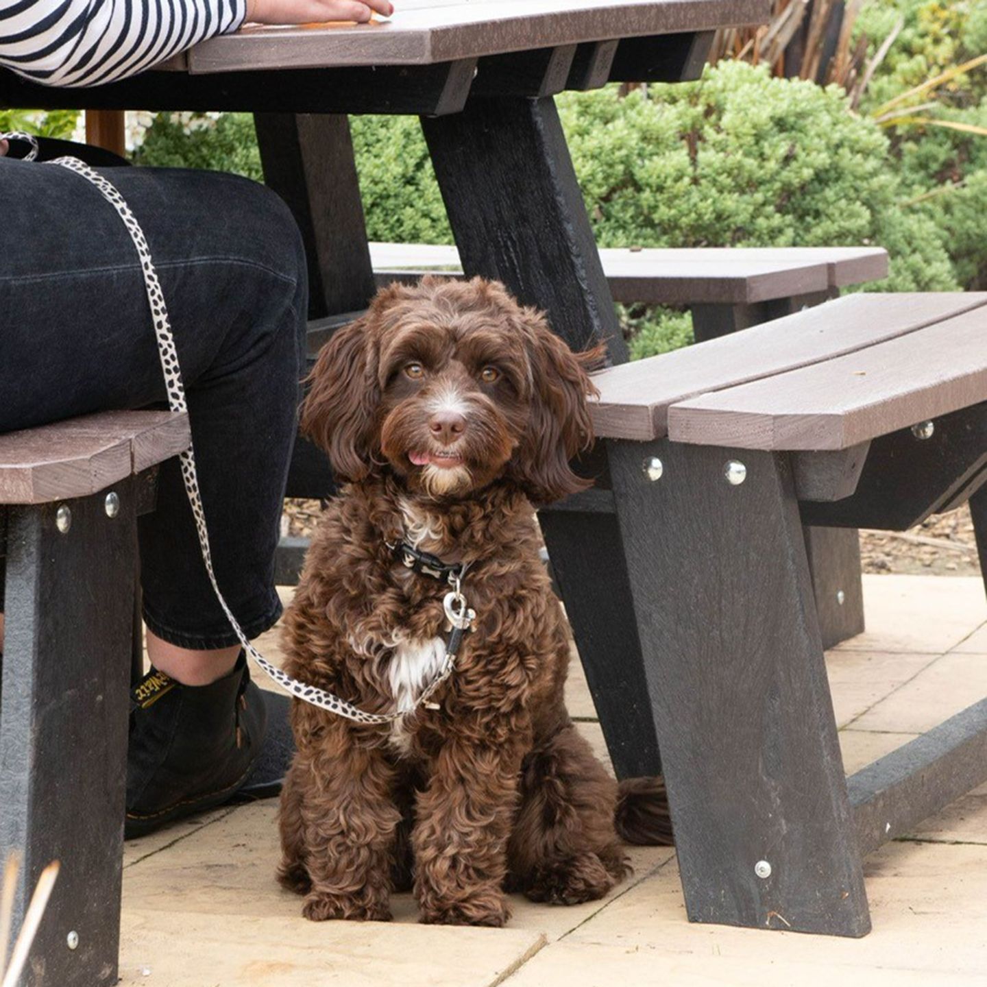 Your local dog friendly pub in Kettering